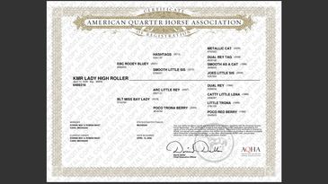 American Quarter Horse Association certificate for KMR Lady High Roller.