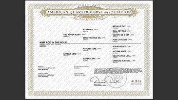 Certificate from the American Quarter Horse Association for a horse named KMR Ace in the Hole.