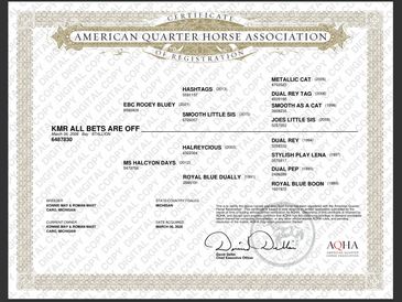 Certificate of registration from the American Quarter Horse Association for horse KMR All Bets Are Off.