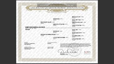 Certificate of registration from the American Quarter Horse Association for a horse named KMR Rocknrollin Dice.