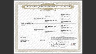 Certificate from the American Quarter Horse Association with horse lineage details.