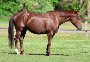 A shiny brown horse standing on green grass in a fenced area.
