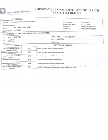 American Quarter Horse genetic health test report showing normal results for various genetic diseases.
