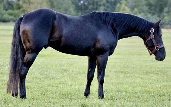 A sleek black horse standing on green grass in a field.