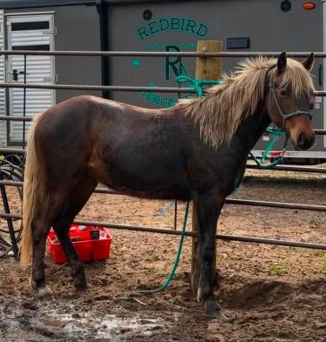 A brown horse with a light mane stands in a fenced muddy area beside a trailer.