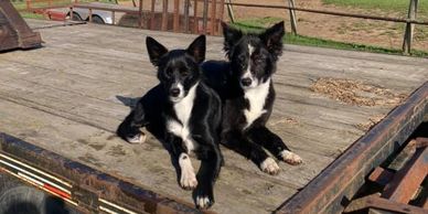 Two black and white dogs sitting on a wooden platform outdoors.