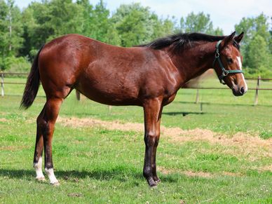 A brown horse standing in a grassy field with trees in the background.