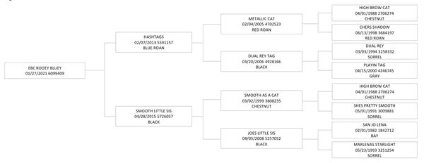 A detailed horse pedigree chart showing lineage and coat colors.