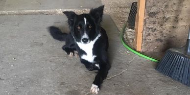 Black and white dog lying on a concrete floor near a broom.