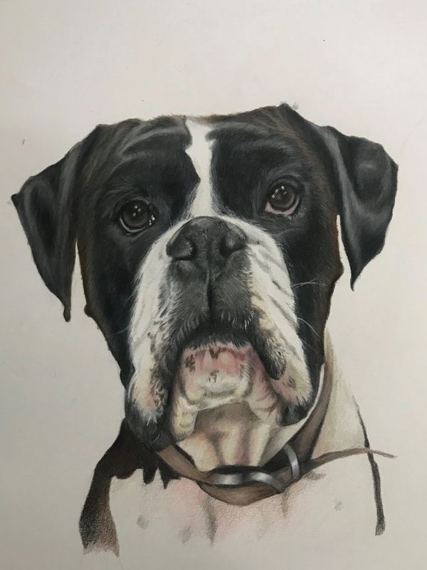 A black and white boxer dog