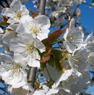 Fleurs blanches en pleine floraison sur un arbre.