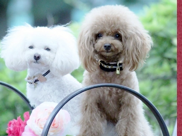 Two small poodles sitting outdoors with a pink flower nearby.
