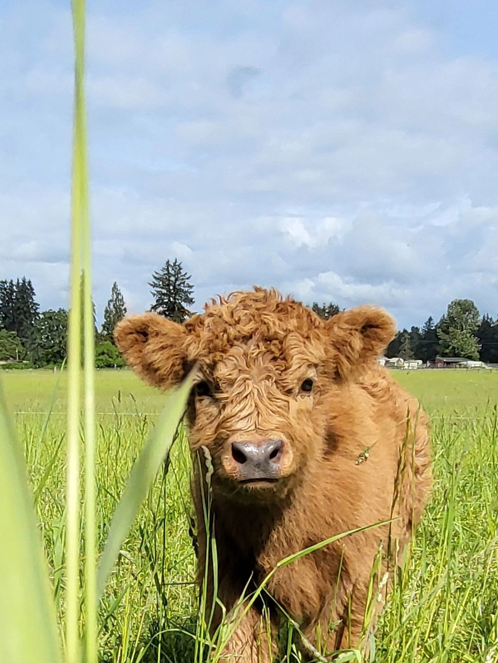 A fluffy brown calf stands in a green grassy field under a cloudy sky.