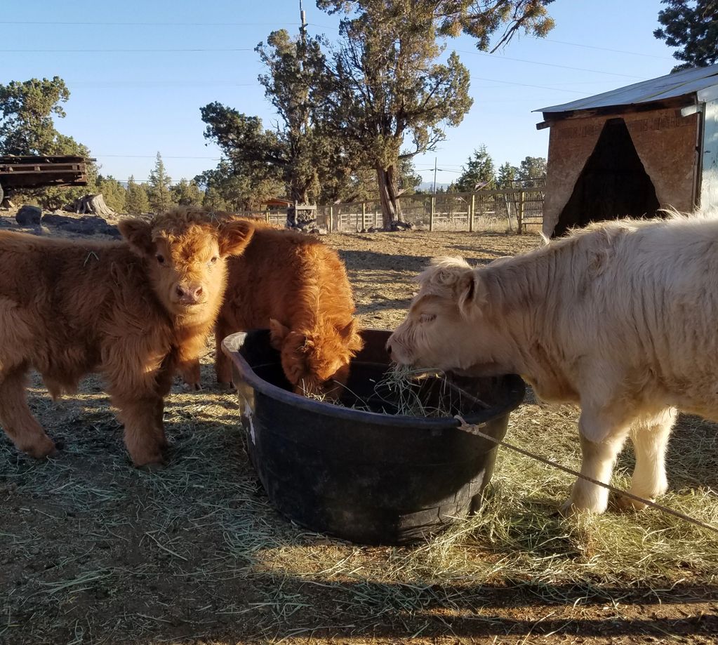 Calves for sale Half Pint Highlands