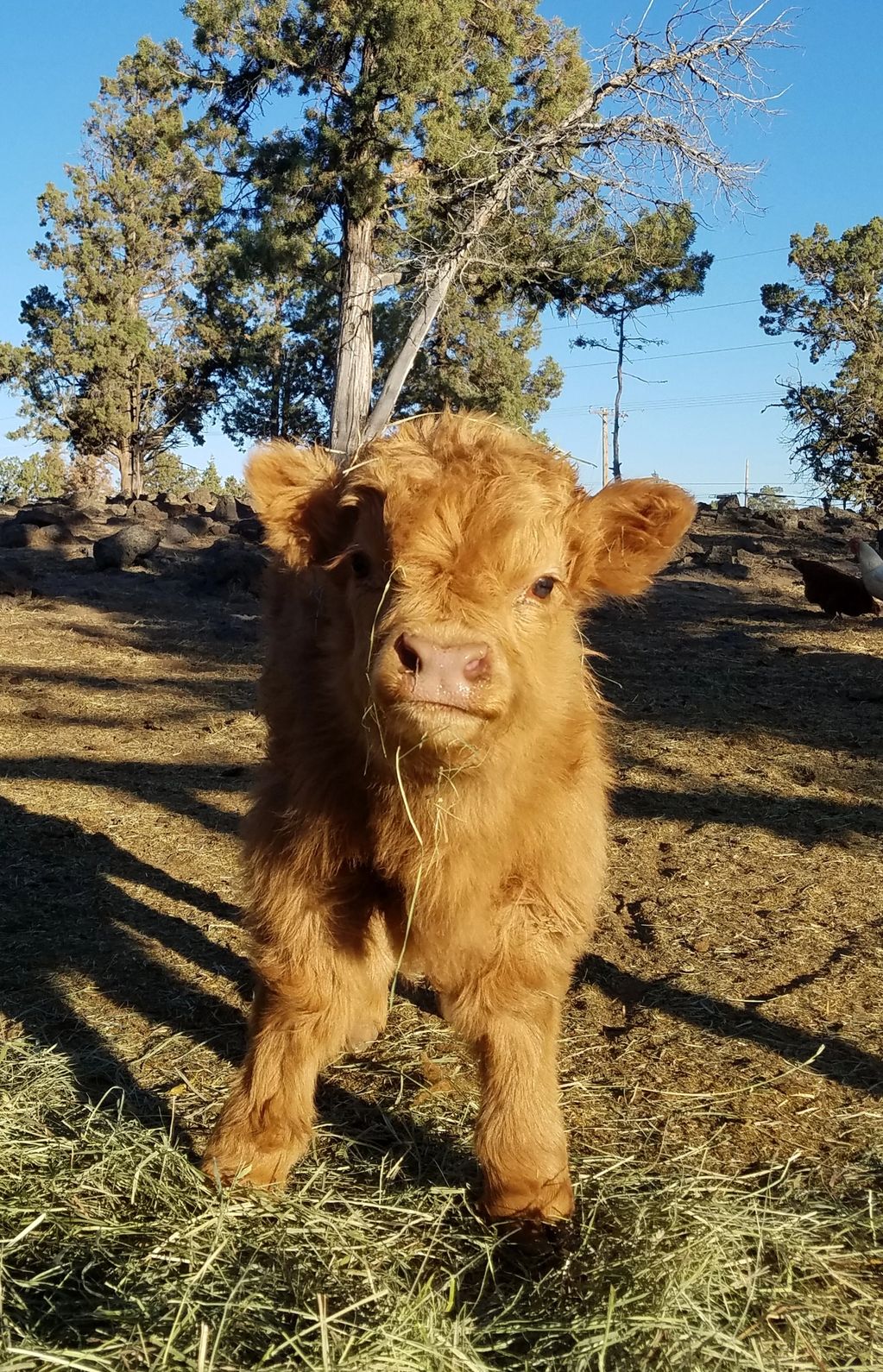 Calves for sale Half Pint Highlands