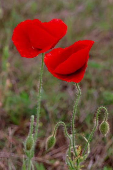 Two vibrant red poppy flowers with unopened buds in a natural setting.