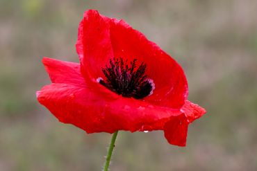 Bright red poppy flower with delicate petals and dark center.