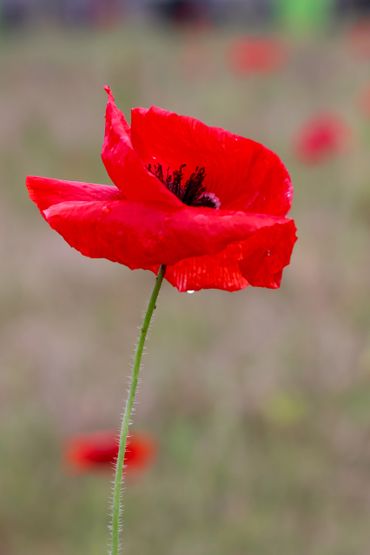 A vibrant red poppy flower with a blurred background.