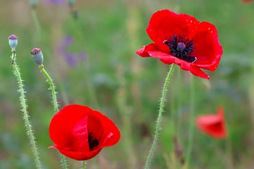 Bright red poppies blooming in a natural green field.