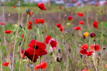 A vibrant field of red poppies in bloom on a sunny day.