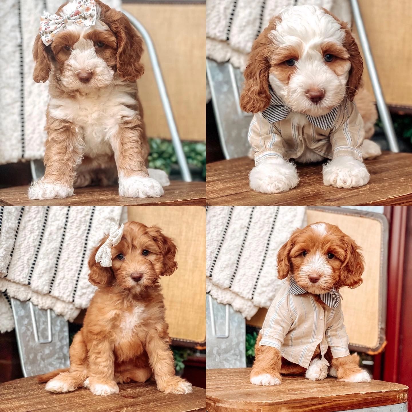 Puppies - SOUTHERN MEADOWS Australian Labradoodles