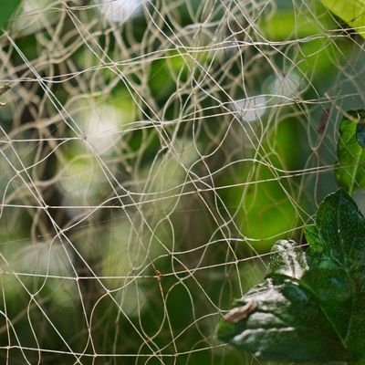Inquadratura ravvicinata di una rete con foglie verdi sullo sfondo.