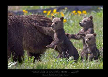 Griz 399 & 4 Cubs | June 2020 | Grand Teton National Park | "Mom ... Wait!" | Grizzly 399 & Cubs