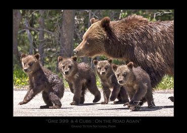 Griz 399 & 4 Cubs | June 2020 | Grand Teton National Park | "On the Road Again"|Grizzly 399 & 4 Cubs