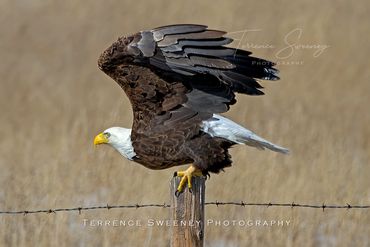 American Bald Eagle perched on a barbed wire fence.