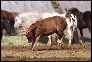 Horse with a Copper Mane bucking.