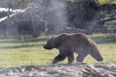 Grizzly Bear and Bison near geyser in Yellowstone National Park.