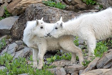 Baby Mountain Goats touching noses. Kid Goats showing affection in Glacier National Park.