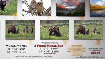 Griz 399 & 4 Cubs | June 2020 | Grand Teton National Park | Metal Prints on Display | Grizzly 399
