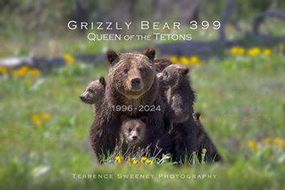 Grizzly Bear 399
Queen of the Tetons
Grand Teton National Park