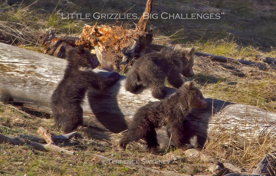 Little Grizzlies, Big Challenges; Grizzly Bear Cubs