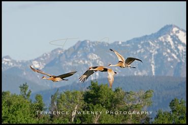 Sandhill Cranes flying with Hyalite Peak and mountains in the background.
