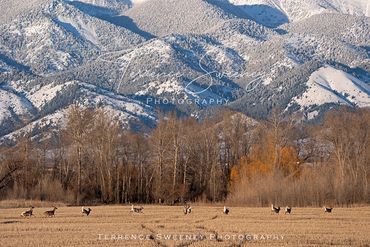 Whitetail Deer and the Whitecaps of the Bridger Mountains.