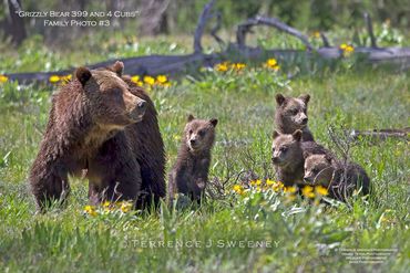 Grizzly Bear 399 and 4 Cubs; Grand Teton Photography; Wildlife Photography; Bear Photography
