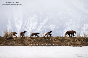 "The Happy Trail" Grizzly Bear 399 and 4 Cubs, Bear Photography, Grand Teton Photography.