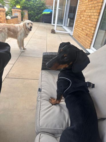 Bronnie & Tucker 