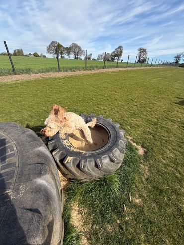 Curly dog standing in a tire outside on grass.