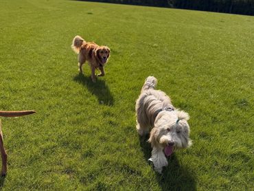 Two dogs walking on a grassy field with blue skies.