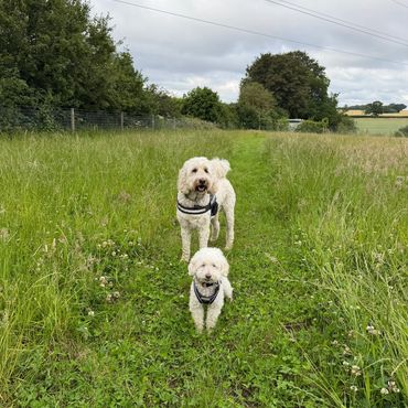 Two happy dogs standing in a grassy field.