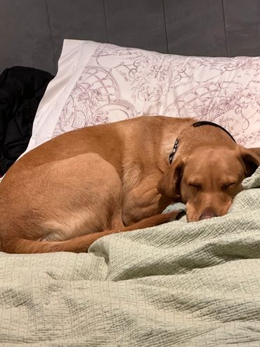 Home Boarding Labrador sleep in bed
