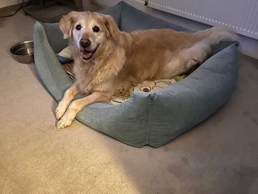 Dizzie sleeping in Tucker's bed Home dog boarder