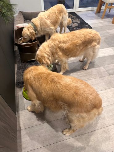 Golden Retreiver Dog Home Boarding Dinner time