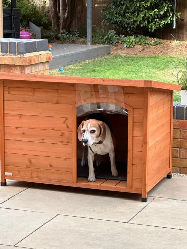 Dog standing inside a wooden dog house.