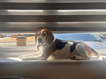 Dog lying on a windowsill in sunlight.