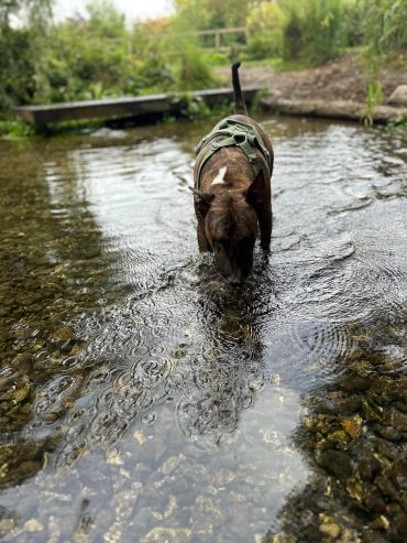 Dog wearing harness walking in shallow water.