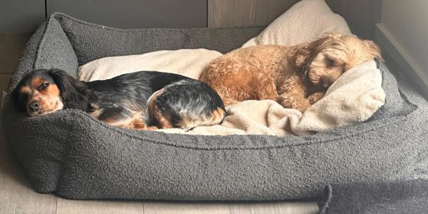 Two dogs sleeping together in a cozy bed.